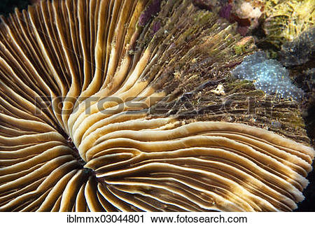 Stock Photography of "Partial dying back mushroom coral (Fungia sp.