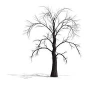 Stock Illustration of Dead Tree without Leaves k18247009.
