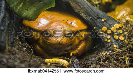 Stock Photography of Madagascar tomato frog or crapaud rouge de.