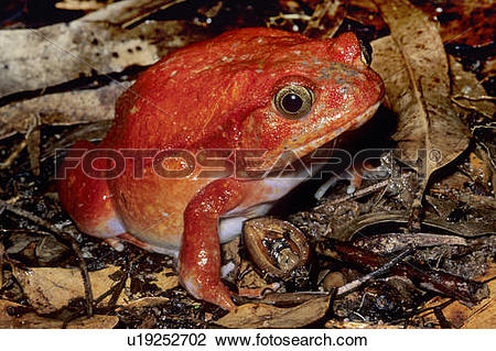 Stock Photo of Tomato frog (Dyscophus antongili), Madagascar.