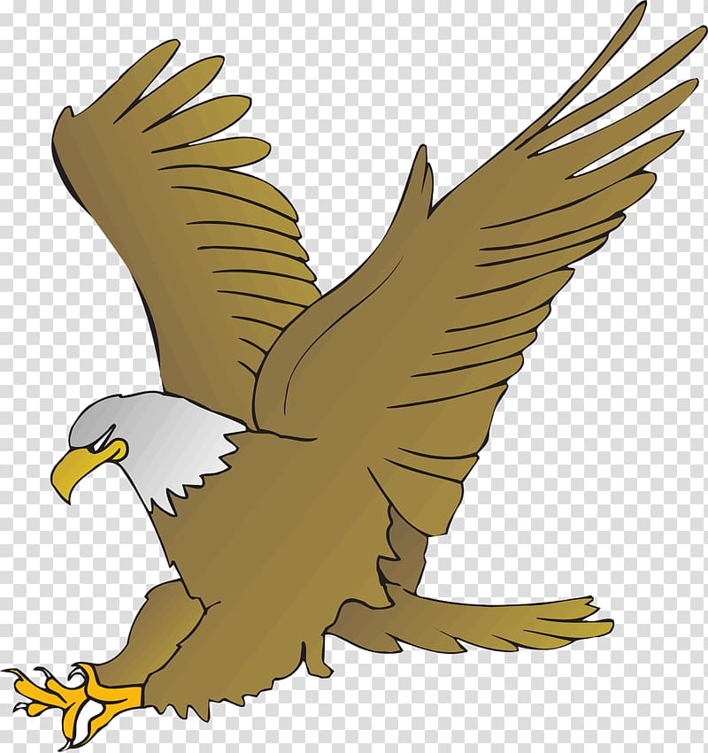Bald Eagle Cartoon Drawing , eagle transparent background PNG.