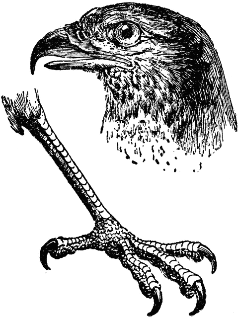 Eagle Claw.
