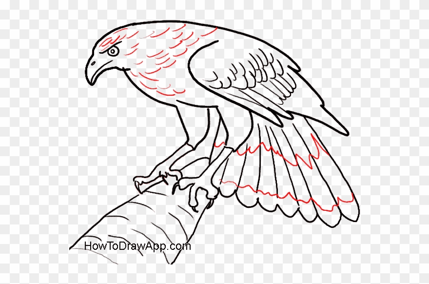 Eagle Feathers Drawing At Getdrawings Com Free For.