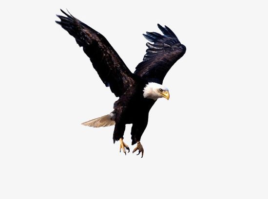 Eagles Soar PNG, Clipart, Animal, Black, Eagle, Eagles Clipart.