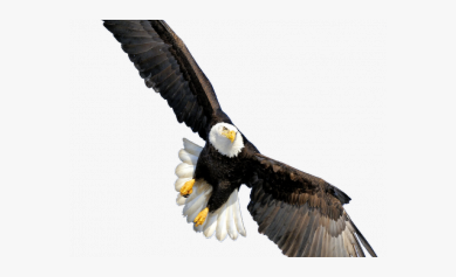 Bald Eagle Clipart Transparent Background.