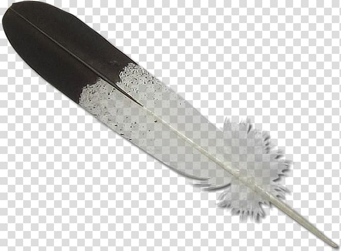Bald Eagle Eagle feather law , feather transparent background PNG.