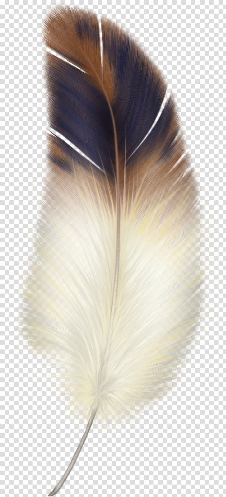 Bird Eagle feather law , Bird transparent background PNG clipart.