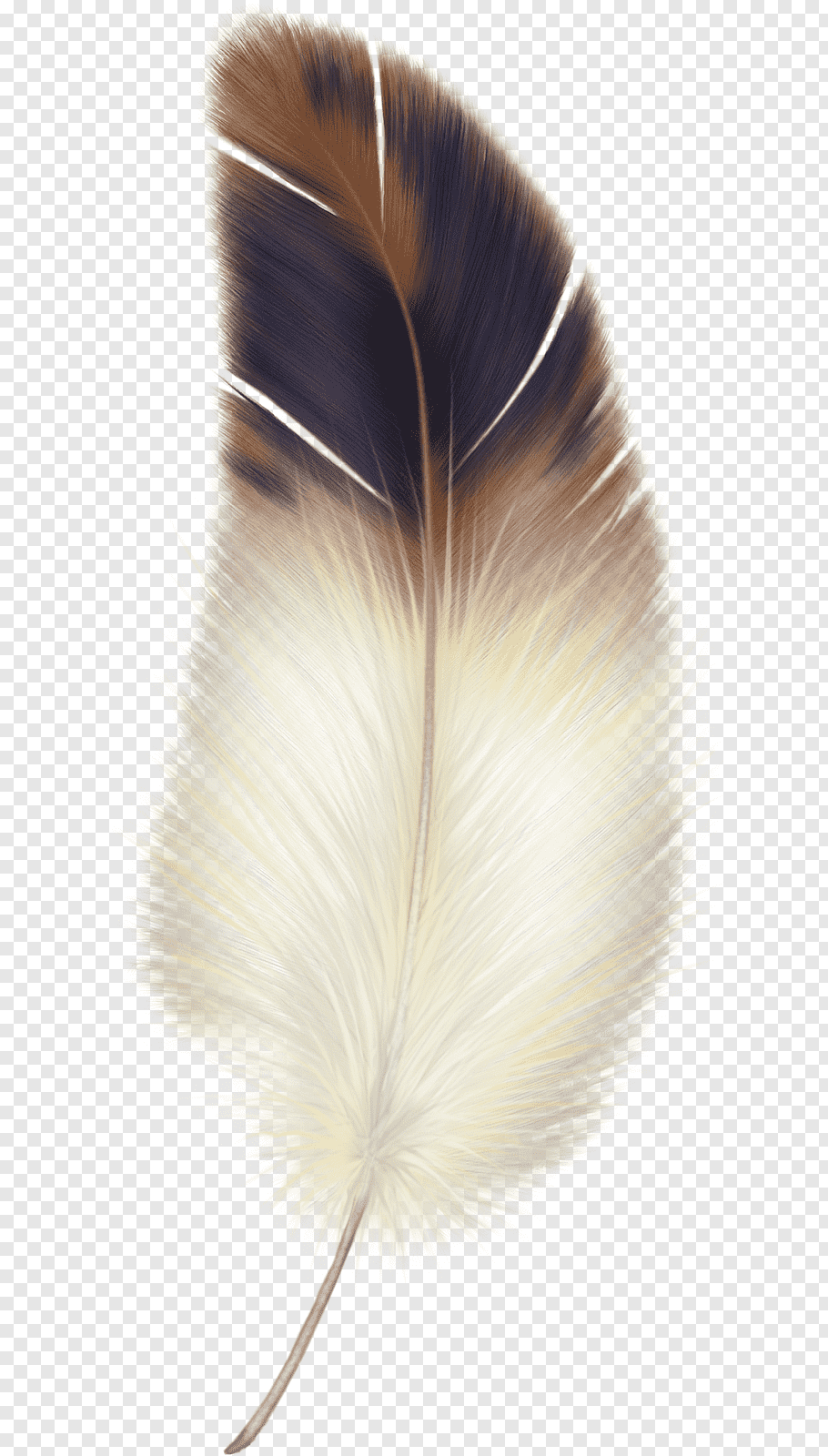 Bird Eagle feather law, Bird free png.