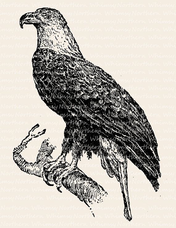 Bald Eagle Image.