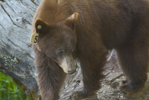 Bear Photo Clipart Image.