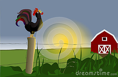 Breakfast Rooster Sunrise Royalty Free Stock Photos.