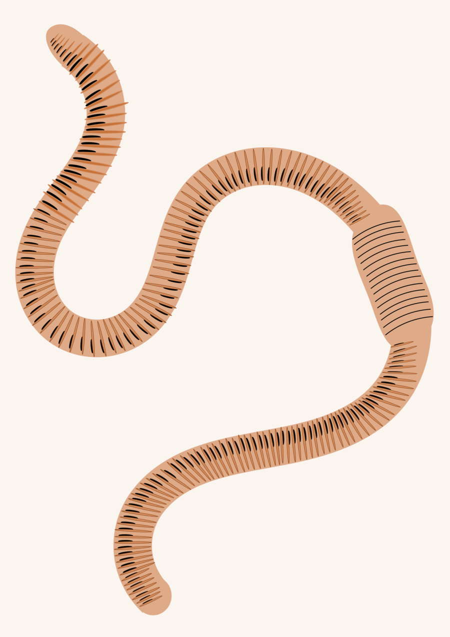 earthworm png clipart Worm Clip arttransparent png image & clipart.