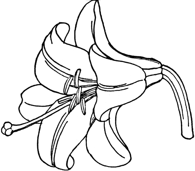 easter lilies clipart drawing 20 free Cliparts | Download images on ...