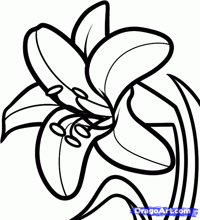 Download easter lilies clipart drawing 20 free Cliparts | Download ...