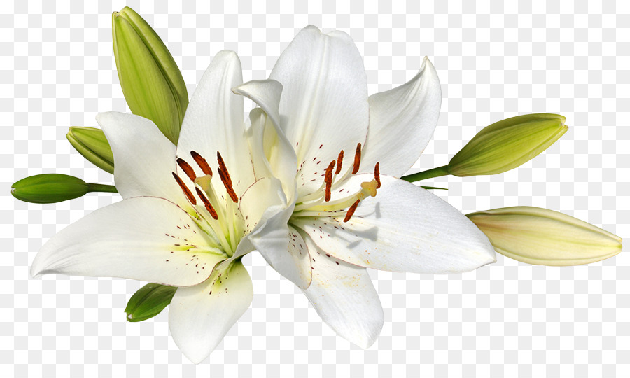 Easter Lily Background png download.