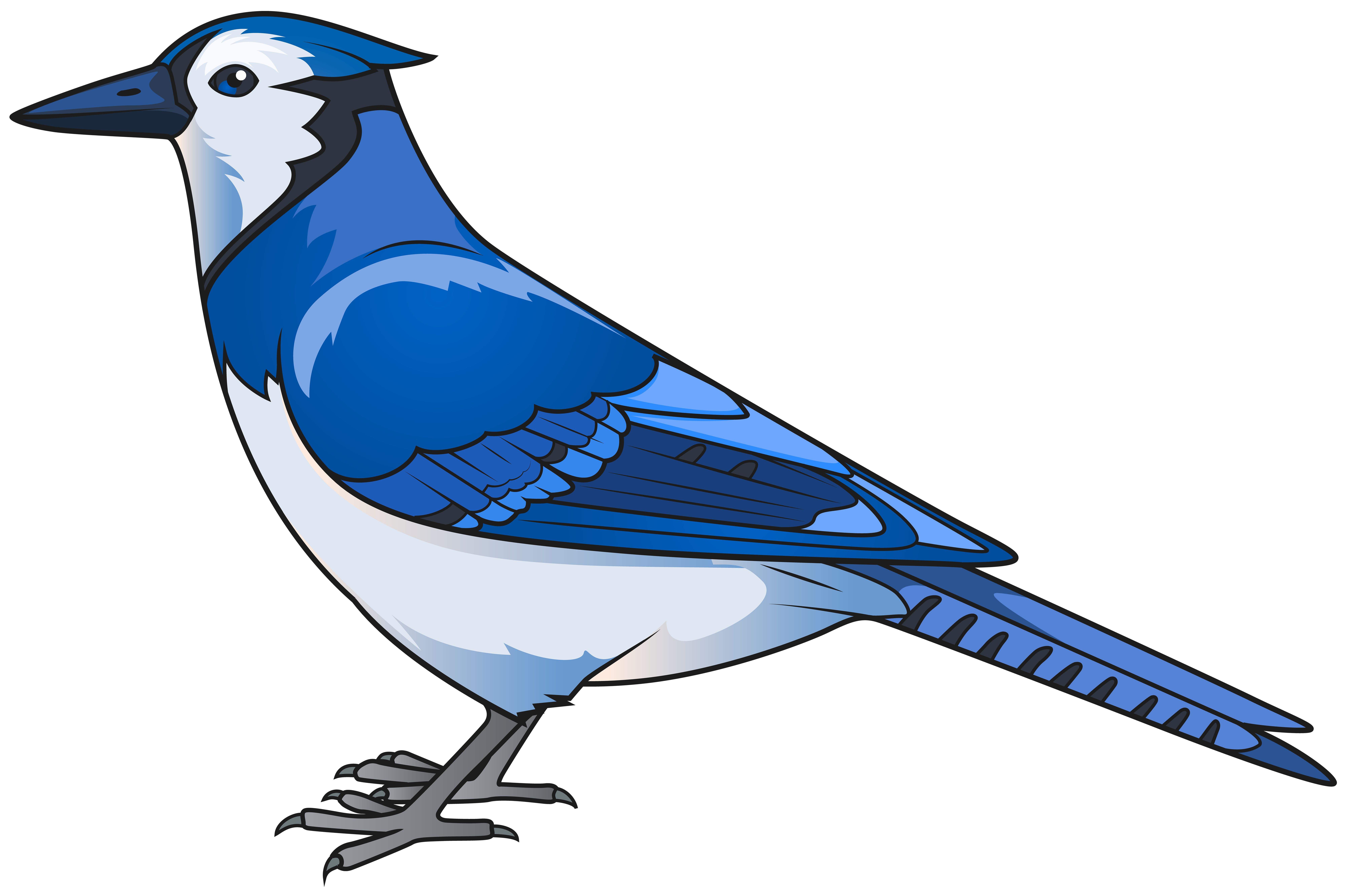 Eastern bluebird Clip art.