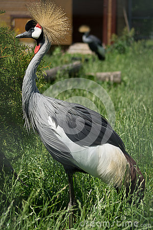 Eastern Crowned Crane восточный венценосный журавль Stock Photo.
