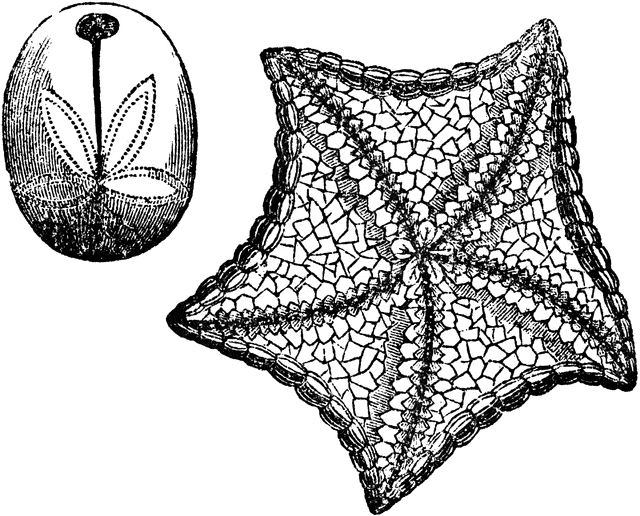 Echinoderms Clipart.