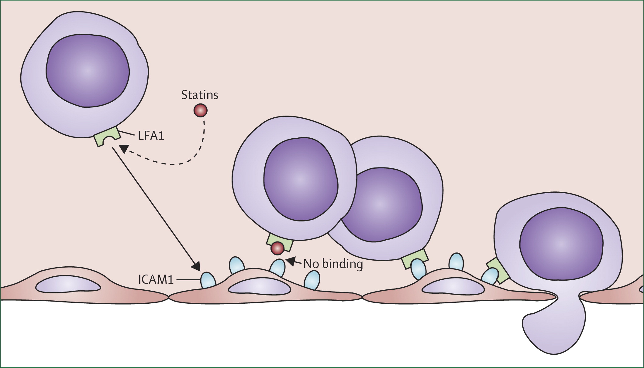 Statins and sepsis: multiple modifications at multiple levels.