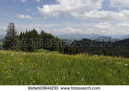 Stock Photo of "Flower meadow with March Orchids, at Kappeler Alp.