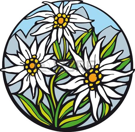 219 Edelweiss Stock Illustrations, Cliparts And Royalty Free.