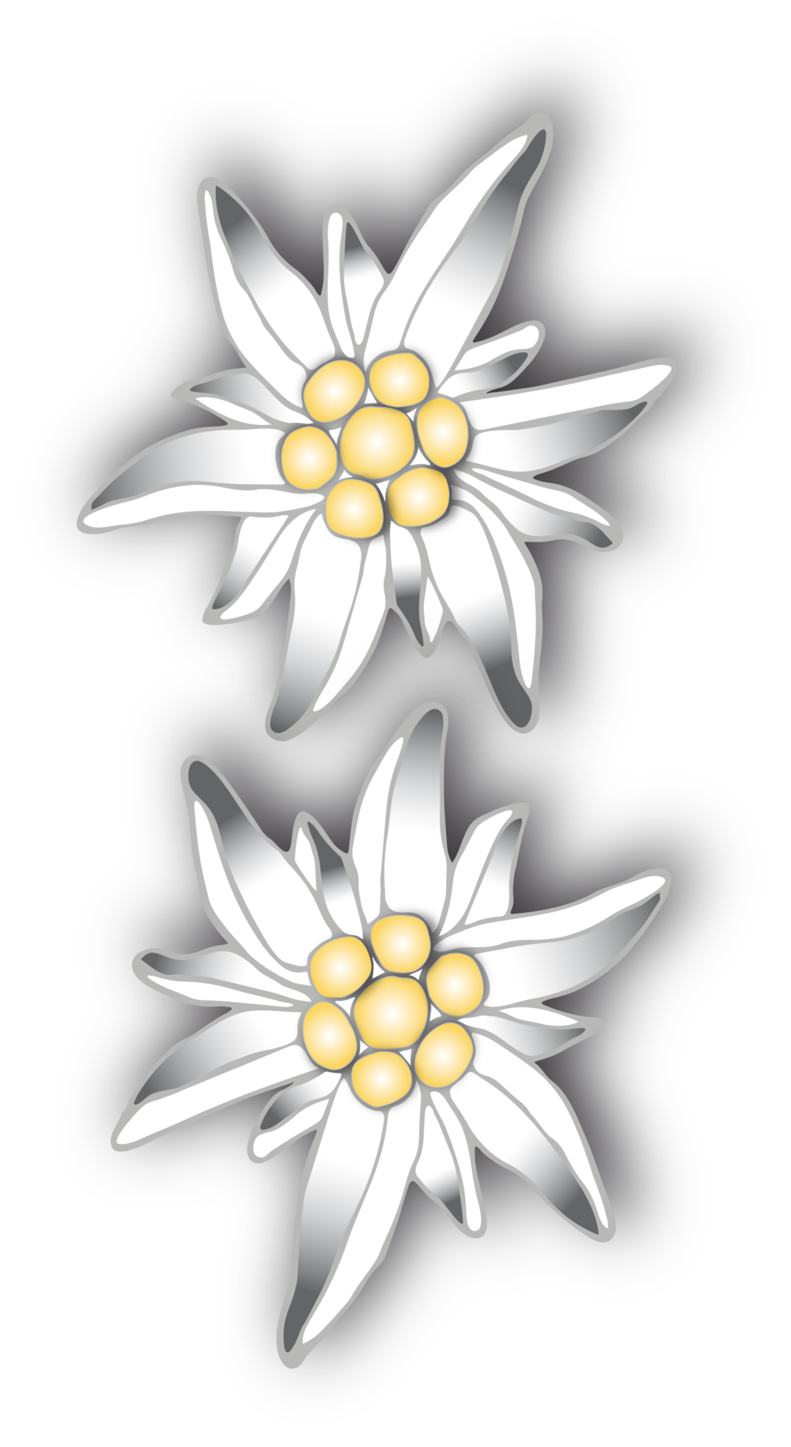 Edelweiss Transparent PNG Pictures.