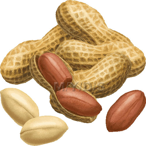 Edible nuts clipart.