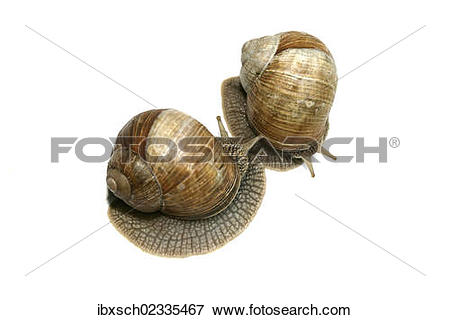 Picture of "Two Burgundy snails, Roman snails, edible snails or.
