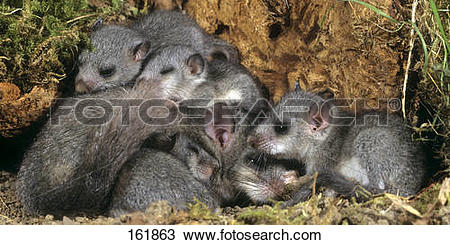 Stock Photo of edible dormouse and cubs.