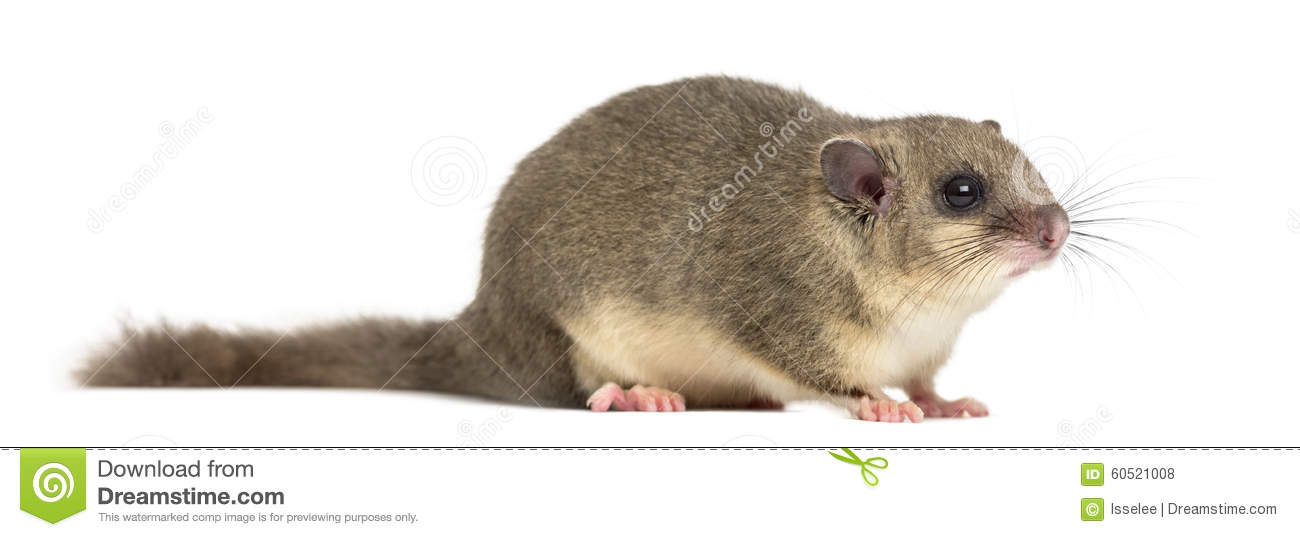 Edible Dormouse Stock Photo. Edible Dormouse Stock Photo.