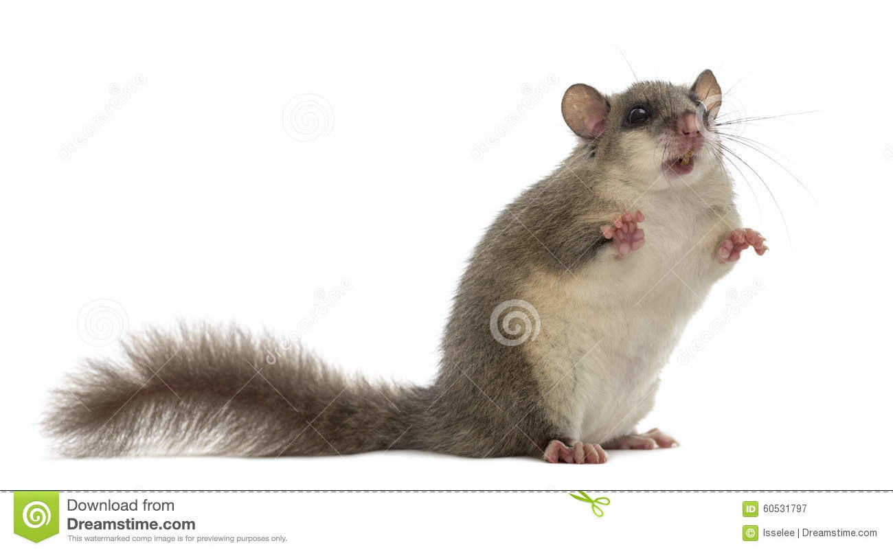 Edible Dormouse Stock Photo. Edible Dormouse Stock Photo.