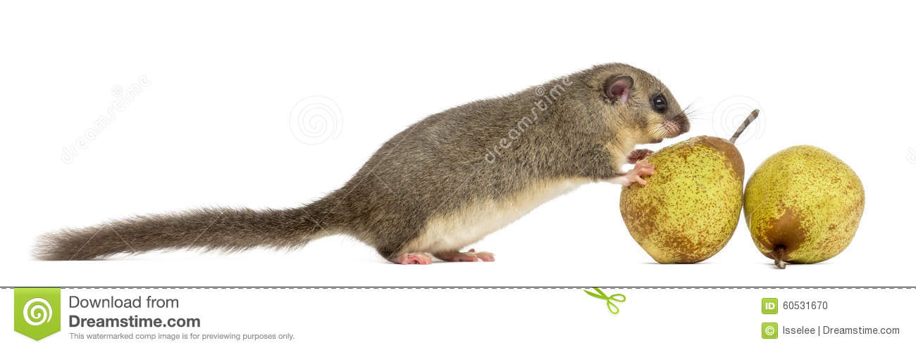Edible Dormouse Eating A Pear Stock Photo. Edible Dormouse Eating A Pear Stock Photo.