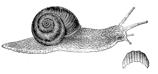 Edible Snail Clip Art, Vector Images & Illustrations.