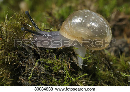 Pictures of DEU, 2008: Roman Snail, Escargot, Escargot Snail.
