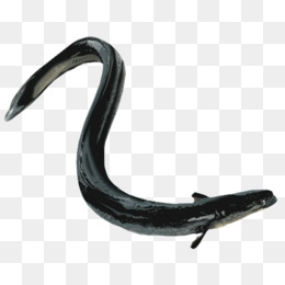 Eel PNG Black And White Transparent Eel Black And White.PNG Images.
