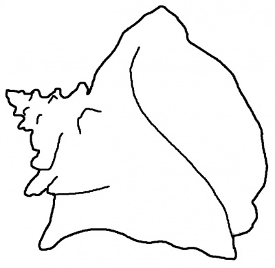 Conch Shell Clip Art.