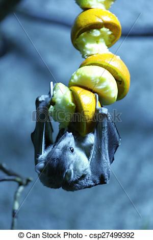 Stock Photographs of egyptian fruit bat hanging down and eating.