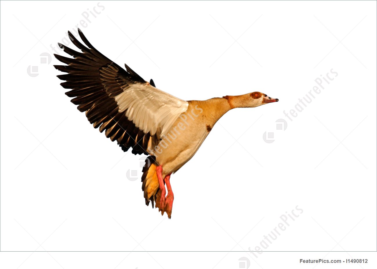 Egyptian Goose In Flight Picture.