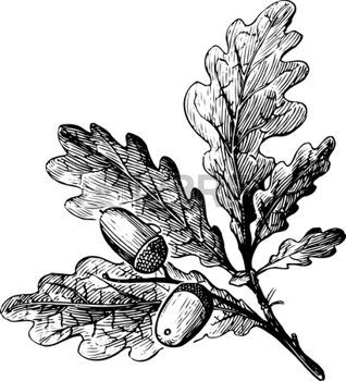 eiche blatt: Niederlassung von Quercus robur auf weiß.