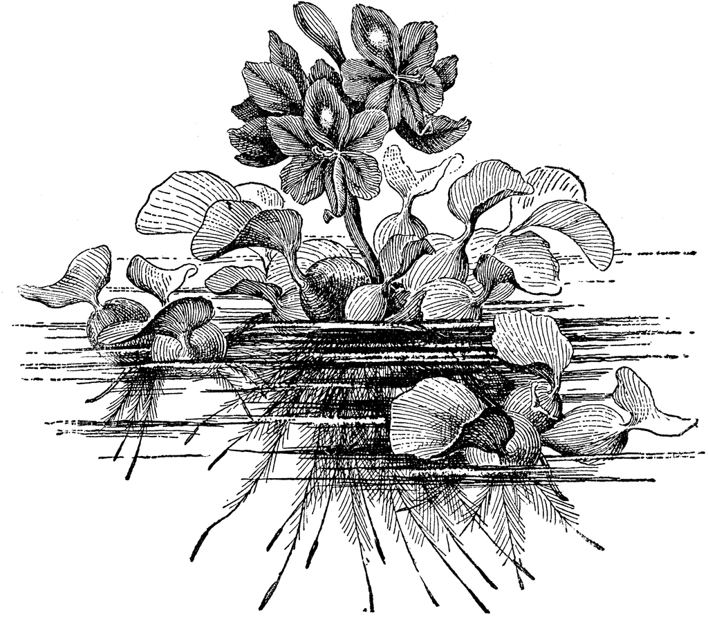 Eichhornia Crassipes.