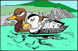 Stellers_Eider_Ducks_Swimming_On_A_Lake_Royalty_Free_Clipart_Picture_100925.