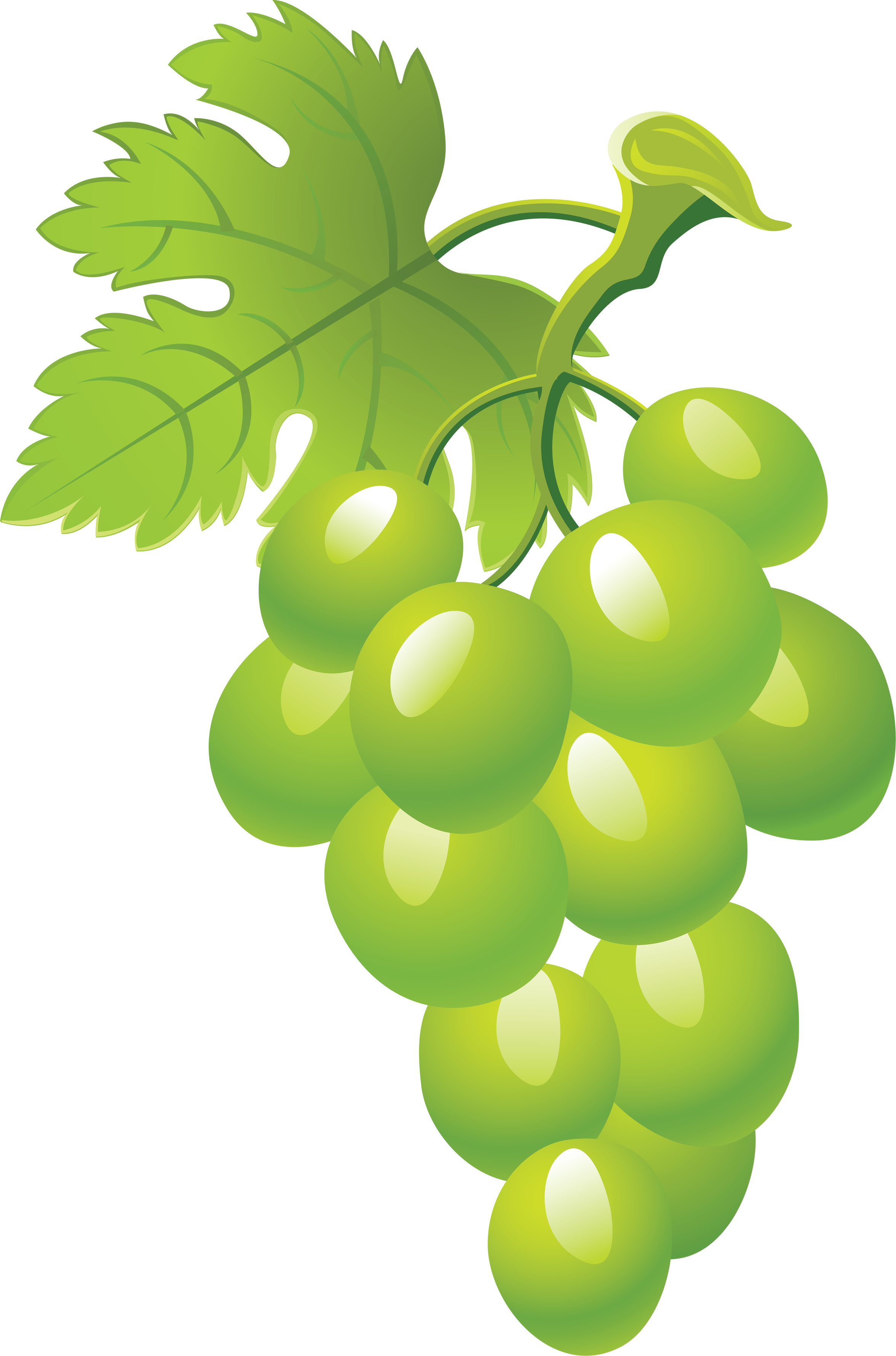 Grape PNG image, free picture download.