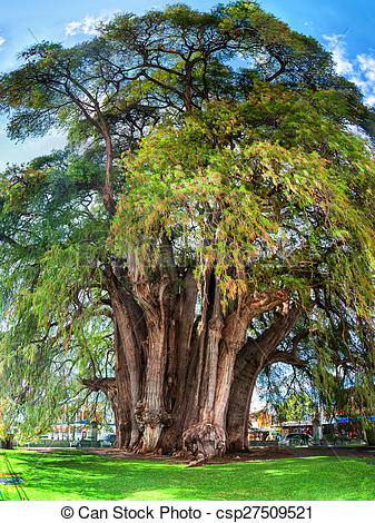 Stock Photo of Montezuma cypress Tree of Tule, Mexico.