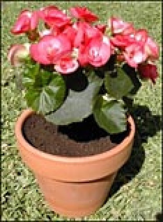 1000+ images about Begonias on Pinterest.