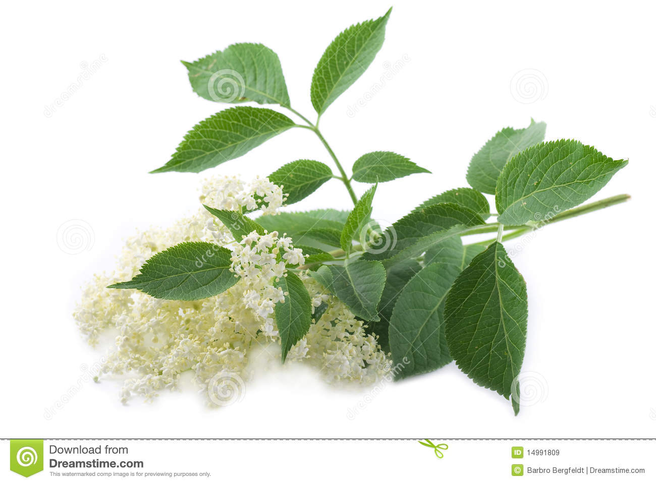 Elderflower clipart 20 free Cliparts | Download images on Clipground 2023