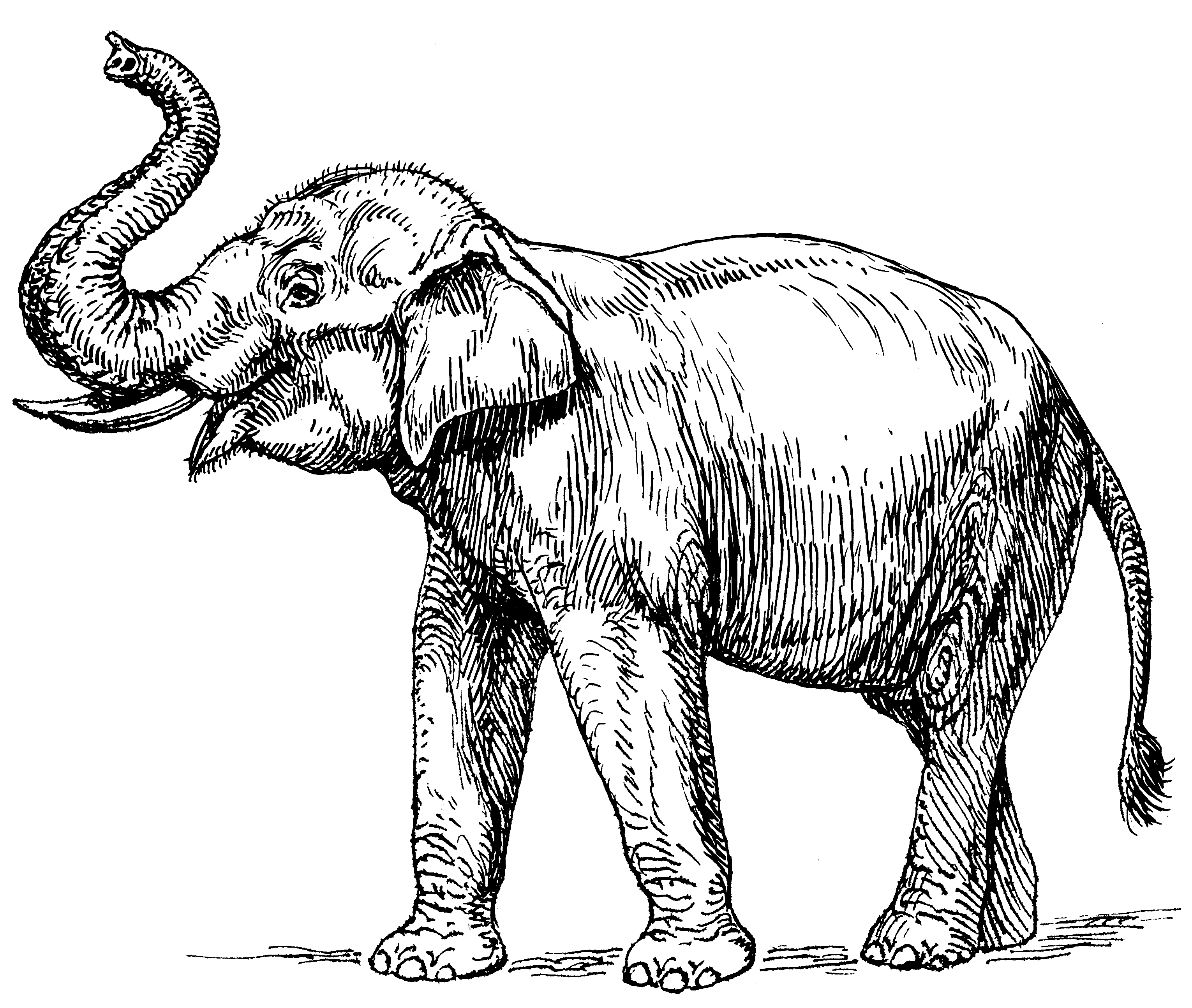 elephant cartoon outline