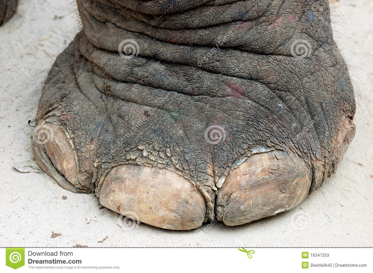Elephant foot clipart 20 free Cliparts Download images on Clipground 2024
