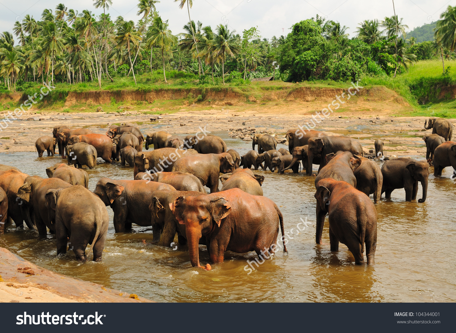 Пиннавела шри. Слоновий питомник Шри Ланка. Шри Ланка слоны Пинавелла. Шри Ланка приют Пиннавела. Зоопарк Пиннавела Шри Ланка.