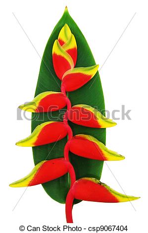 Stock Photo of beautiful Heliconia flower blooming in vivid colors.