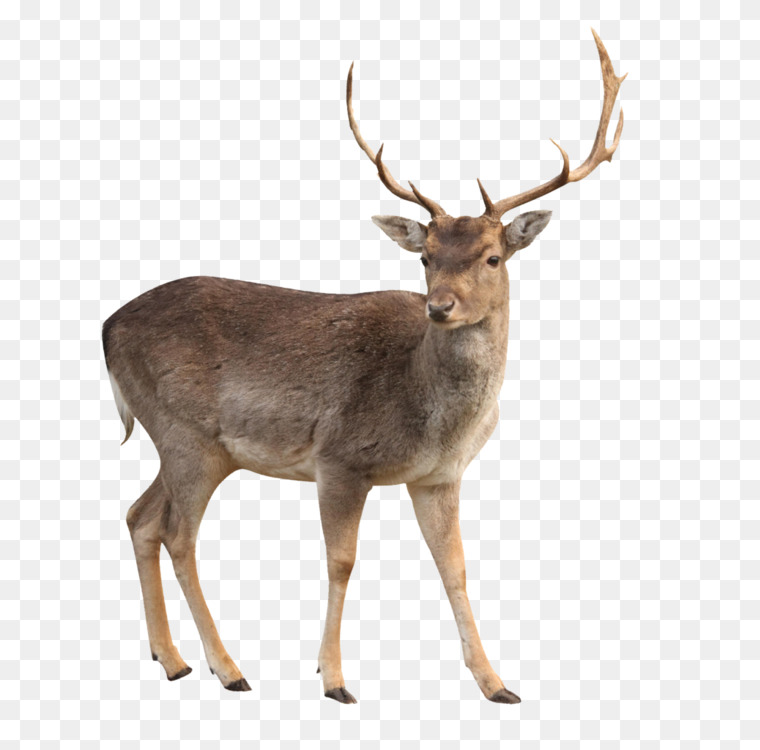 elk png 19 free Cliparts | Download images on Clipground 2024